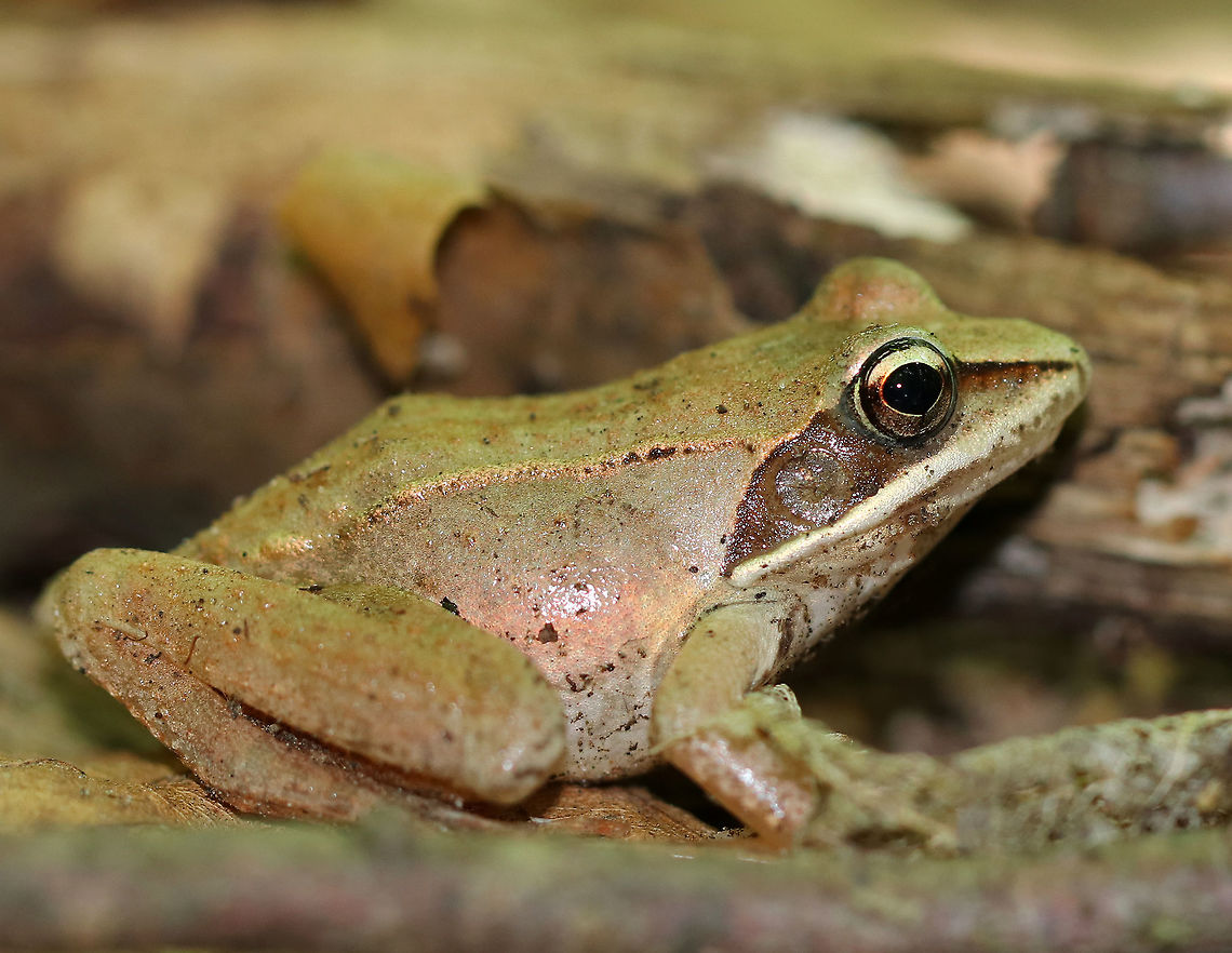 Wood Frog - Lithobates sylvaticus Adult wood frogs are brown or tan and have a dark eye mask. Individual frogs are capable of varying their color. This from was approximately 3 cm long.<br />
<br />
Habitat: Spotted in a wet, mixed forest.<br />
<figure class="photo"><a href="https://www.jungledragon.com/image/65429/wood_frog_-_lithobates_sylvaticus.html" title="Wood Frog - Lithobates sylvaticus"><img src="https://s3.amazonaws.com/media.jungledragon.com/images/3232/65429_thumb.jpg?AWSAccessKeyId=05GMT0V3GWVNE7GGM1R2&Expires=1759968010&Signature=ee38R8uAqLeBXb7H4h8xaNjSd1I%3D" width="200" height="142" alt="Wood Frog - Lithobates sylvaticus Adult wood frogs are brown or tan and have a dark eye mask. Individual frogs are capable of varying their color. This from was approximately 3 cm long.<br />
<br />
 Habitat: Spotted in a wet, mixed forest.<br />
https://www.jungledragon.com/image/65427/wood_frog_-_lithobates_sylvaticus.html<br />
 Geotagged,Lithobates sylvaticus,Summer,United States,frog,lithobates,wood frog" /></a></figure><br />
 Geotagged,Lithobates sylvaticus,Summer,United States,Wood Frog,frog,lithobates