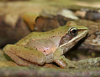 Wood Frog - Lithobates sylvaticus Adult wood frogs are brown or tan and have a dark eye mask. Individual frogs are capable of varying their color. This from was approximately 3 cm long.<br />
<br />
Habitat: Spotted in a wet, mixed forest.<br />
https://www.jungledragon.com/image/65429/wood_frog_-_lithobates_sylvaticus.html<br />
 Geotagged,Lithobates sylvaticus,Summer,United States,Wood Frog,frog,lithobates