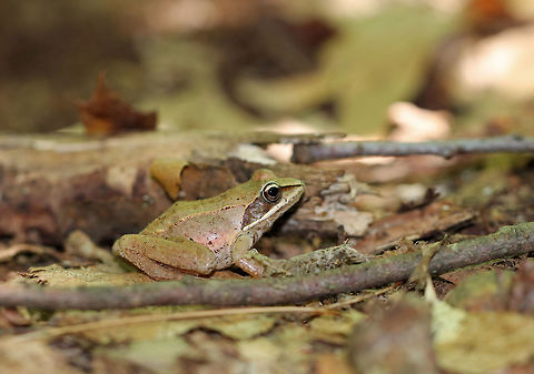 Wood Frog - Lithobates sylvaticus Adult wood frogs are brown or tan and have a dark eye mask. Individual frogs are capable of varying their color. This from was approximately 3 cm long.

 Habitat: Spotted in a wet, mixed forest.
https://www.jungledragon.com/image/65427/wood_frog_-_lithobates_sylvaticus.html
 Geotagged,Lithobates sylvaticus,Summer,United States,frog,lithobates,wood frog