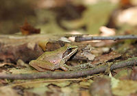 Wood Frog - Lithobates sylvaticus Adult wood frogs are brown or tan and have a dark eye mask. Individual frogs are capable of varying their color. This from was approximately 3 cm long.<br />
<br />
 Habitat: Spotted in a wet, mixed forest.<br />
https://www.jungledragon.com/image/65427/wood_frog_-_lithobates_sylvaticus.html<br />
 Geotagged,Lithobates sylvaticus,Summer,United States,frog,lithobates,wood frog