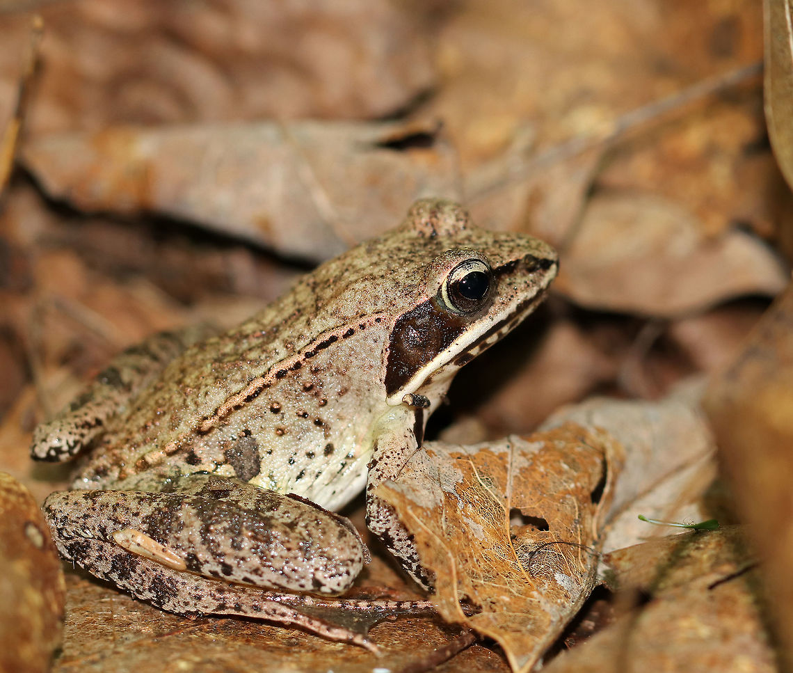 Wood Frog - Lithobates sylvaticus Adult wood frogs are brown or tan and have a dark eye mask. Individual frogs are capable of varying their color. This frog had a lot of speckles and splotches on its skin., which was quite different from the wood frog that I spotted on this same day - maybe 15 feet from this one. This frog was approximately 2 cm long.<br />
<br />
Habitat: Spotted in a wet, mixed forest.<br />
<figure class="photo"><a href="https://www.jungledragon.com/image/65435/wood_frog_-_lithobates_sylvaticus.html" title="Wood Frog - Lithobates sylvaticus"><img src="https://s3.amazonaws.com/media.jungledragon.com/images/3232/65435_thumb.jpg?AWSAccessKeyId=05GMT0V3GWVNE7GGM1R2&Expires=1759968010&Signature=%2BflMQsElM%2BWeprWexKlzhtzy3cA%3D" width="200" height="144" alt="Wood Frog - Lithobates sylvaticus Adult wood frogs are brown or tan and have a dark eye mask. Individual frogs are capable of varying their color. This frog had a lot of speckles and splotches on its skin., which was quite different from the wood frog that I spotted on this same day - maybe 15 feet from this one. This frog was approximately 2 cm long.<br />
<br />
Habitat: Spotted in a wet, mixed forest.<br />
https://www.jungledragon.com/image/65437/wood_frog_-_lithobates_sylvaticus.html<br />
https://www.jungledragon.com/image/65433/wood_frog_-_lithobates_sylvaticus.html<br />
Geotagged,Lithobates sylvaticus,Summer,United States,frog,lithobates,wood frog" /></a></figure><br />
<figure class="photo"><a href="https://www.jungledragon.com/image/65437/wood_frog_-_lithobates_sylvaticus.html" title="Wood Frog - Lithobates sylvaticus"><img src="https://s3.amazonaws.com/media.jungledragon.com/images/3232/65437_thumb.jpg?AWSAccessKeyId=05GMT0V3GWVNE7GGM1R2&Expires=1759968010&Signature=H8WrP8d0PJI90ez1hdD%2BVp27Xdw%3D" width="200" height="134" alt="Wood Frog - Lithobates sylvaticus Adult wood frogs are brown or tan and have a dark eye mask. Individual frogs are capable of varying their color. This frog had a lot of speckles and splotches on its skin., which was quite different from the wood frog that I spotted on this same day - maybe 15 feet from this one. This frog was approximately 2 cm long.<br />
<br />
Habitat: Spotted in a wet, mixed forest.<br />
https://www.jungledragon.com/image/65433/wood_frog_-_lithobates_sylvaticus.html<br />
https://www.jungledragon.com/image/65435/wood_frog_-_lithobates_sylvaticus.html Geotagged,Lithobates sylvaticus,Summer,United States,frog,lithobates,wood frog" /></a></figure><br />
Geotagged,Lithobates sylvaticus,Summer,United States,frog,lithobates,wood frog