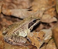 Wood Frog - Lithobates sylvaticus Adult wood frogs are brown or tan and have a dark eye mask. Individual frogs are capable of varying their color. This frog had a lot of speckles and splotches on its skin., which was quite different from the wood frog that I spotted on this same day - maybe 15 feet from this one.  This frog was approximately 2 cm long.<br />
<br />
 Habitat: Spotted in a wet, mixed forest.<br />
https://www.jungledragon.com/image/65435/wood_frog_-_lithobates_sylvaticus.html<br />
https://www.jungledragon.com/image/65437/wood_frog_-_lithobates_sylvaticus.html<br />
 Geotagged,Lithobates sylvaticus,Summer,United States,frog,lithobates,wood frog