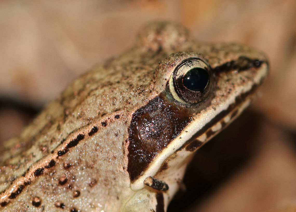 Wood Frog - Lithobates sylvaticus Adult wood frogs are brown or tan and have a dark eye mask. Individual frogs are capable of varying their color. This frog had a lot of speckles and splotches on its skin., which was quite different from the wood frog that I spotted on this same day - maybe 15 feet from this one. This frog was approximately 2 cm long.<br />
<br />
Habitat: Spotted in a wet, mixed forest.<br />
<figure class="photo"><a href="https://www.jungledragon.com/image/65437/wood_frog_-_lithobates_sylvaticus.html" title="Wood Frog - Lithobates sylvaticus"><img src="https://s3.amazonaws.com/media.jungledragon.com/images/3232/65437_thumb.jpg?AWSAccessKeyId=05GMT0V3GWVNE7GGM1R2&Expires=1759968010&Signature=H8WrP8d0PJI90ez1hdD%2BVp27Xdw%3D" width="200" height="134" alt="Wood Frog - Lithobates sylvaticus Adult wood frogs are brown or tan and have a dark eye mask. Individual frogs are capable of varying their color. This frog had a lot of speckles and splotches on its skin., which was quite different from the wood frog that I spotted on this same day - maybe 15 feet from this one. This frog was approximately 2 cm long.<br />
<br />
Habitat: Spotted in a wet, mixed forest.<br />
https://www.jungledragon.com/image/65433/wood_frog_-_lithobates_sylvaticus.html<br />
https://www.jungledragon.com/image/65435/wood_frog_-_lithobates_sylvaticus.html Geotagged,Lithobates sylvaticus,Summer,United States,frog,lithobates,wood frog" /></a></figure><br />
<figure class="photo"><a href="https://www.jungledragon.com/image/65433/wood_frog_-_lithobates_sylvaticus.html" title="Wood Frog - Lithobates sylvaticus"><img src="https://s3.amazonaws.com/media.jungledragon.com/images/3232/65433_thumb.jpg?AWSAccessKeyId=05GMT0V3GWVNE7GGM1R2&Expires=1759968010&Signature=nqCQDK%2Fs9C5haEQZcAbfbf4iR5Y%3D" width="200" height="170" alt="Wood Frog - Lithobates sylvaticus Adult wood frogs are brown or tan and have a dark eye mask. Individual frogs are capable of varying their color. This frog had a lot of speckles and splotches on its skin., which was quite different from the wood frog that I spotted on this same day - maybe 15 feet from this one. This frog was approximately 2 cm long.<br />
<br />
Habitat: Spotted in a wet, mixed forest.<br />
https://www.jungledragon.com/image/65435/wood_frog_-_lithobates_sylvaticus.html<br />
https://www.jungledragon.com/image/65437/wood_frog_-_lithobates_sylvaticus.html<br />
Geotagged,Lithobates sylvaticus,Summer,United States,frog,lithobates,wood frog" /></a></figure><br />
Geotagged,Lithobates sylvaticus,Summer,United States,frog,lithobates,wood frog