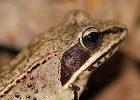 Wood Frog - Lithobates sylvaticus Adult wood frogs are brown or tan and have a dark eye mask. Individual frogs are capable of varying their color. This frog had a lot of speckles and splotches on its skin., which was quite different from the wood frog that I spotted on this same day - maybe 15 feet from this one. This frog was approximately 2 cm long.<br />
<br />
 Habitat: Spotted in a wet, mixed forest.<br />
https://www.jungledragon.com/image/65437/wood_frog_-_lithobates_sylvaticus.html<br />
https://www.jungledragon.com/image/65433/wood_frog_-_lithobates_sylvaticus.html<br />
 Geotagged,Lithobates sylvaticus,Summer,United States,frog,lithobates,wood frog