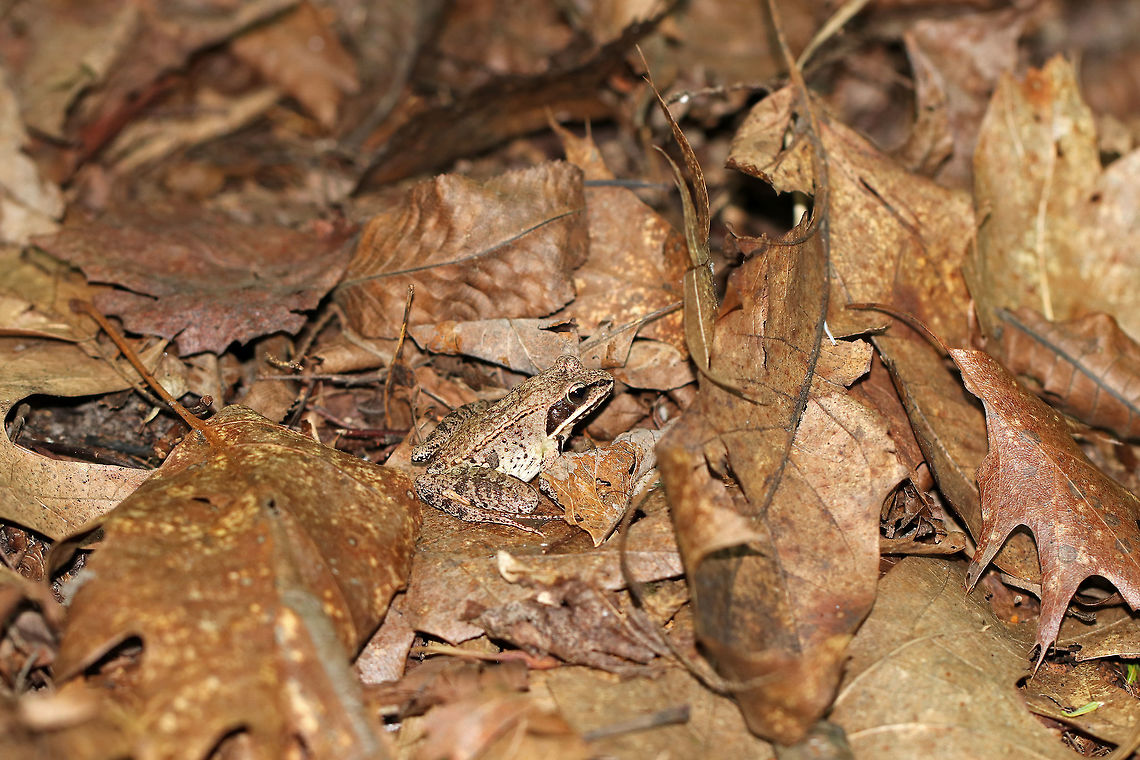 Wood Frog - Lithobates sylvaticus Adult wood frogs are brown or tan and have a dark eye mask. Individual frogs are capable of varying their color. This frog had a lot of speckles and splotches on its skin., which was quite different from the wood frog that I spotted on this same day - maybe 15 feet from this one. This frog was approximately 2 cm long.<br />
<br />
 Habitat: Spotted in a wet, mixed forest.<br />
<figure class="photo"><a href="https://www.jungledragon.com/image/65433/wood_frog_-_lithobates_sylvaticus.html" title="Wood Frog - Lithobates sylvaticus"><img src="https://s3.amazonaws.com/media.jungledragon.com/images/3232/65433_thumb.jpg?AWSAccessKeyId=05GMT0V3GWVNE7GGM1R2&Expires=1767225610&Signature=lJMdY3TcHhaC7sCzMIKwjfeSa8g%3D" width="200" height="170" alt="Wood Frog - Lithobates sylvaticus Adult wood frogs are brown or tan and have a dark eye mask. Individual frogs are capable of varying their color. This frog had a lot of speckles and splotches on its skin., which was quite different from the wood frog that I spotted on this same day - maybe 15 feet from this one.  This frog was approximately 2 cm long.<br />
<br />
 Habitat: Spotted in a wet, mixed forest.<br />
https://www.jungledragon.com/image/65435/wood_frog_-_lithobates_sylvaticus.html<br />
https://www.jungledragon.com/image/65437/wood_frog_-_lithobates_sylvaticus.html<br />
 Geotagged,Lithobates sylvaticus,Summer,United States,frog,lithobates,wood frog" /></a></figure><br />
<figure class="photo"><a href="https://www.jungledragon.com/image/65435/wood_frog_-_lithobates_sylvaticus.html" title="Wood Frog - Lithobates sylvaticus"><img src="https://s3.amazonaws.com/media.jungledragon.com/images/3232/65435_thumb.jpg?AWSAccessKeyId=05GMT0V3GWVNE7GGM1R2&Expires=1767225610&Signature=LP6ZWLjjz1fcmFnkvh8TAUtND2g%3D" width="200" height="144" alt="Wood Frog - Lithobates sylvaticus Adult wood frogs are brown or tan and have a dark eye mask. Individual frogs are capable of varying their color. This frog had a lot of speckles and splotches on its skin., which was quite different from the wood frog that I spotted on this same day - maybe 15 feet from this one. This frog was approximately 2 cm long.<br />
<br />
 Habitat: Spotted in a wet, mixed forest.<br />
https://www.jungledragon.com/image/65437/wood_frog_-_lithobates_sylvaticus.html<br />
https://www.jungledragon.com/image/65433/wood_frog_-_lithobates_sylvaticus.html<br />
 Geotagged,Lithobates sylvaticus,Summer,United States,frog,lithobates,wood frog" /></a></figure> Geotagged,Lithobates sylvaticus,Summer,United States,frog,lithobates,wood frog