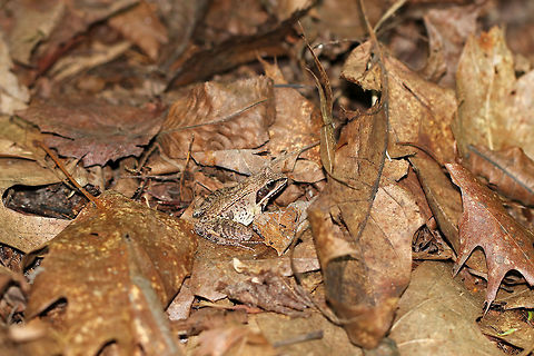 Wood Frog - Lithobates sylvaticus Adult wood frogs are brown or tan and have a dark eye mask. Individual frogs are capable of varying their color. This frog had a lot of speckles and splotches on its skin., which was quite different from the wood frog that I spotted on this same day - maybe 15 feet from this one. This frog was approximately 2 cm long.

 Habitat: Spotted in a wet, mixed forest.
https://www.jungledragon.com/image/65433/wood_frog_-_lithobates_sylvaticus.html
https://www.jungledragon.com/image/65435/wood_frog_-_lithobates_sylvaticus.html Geotagged,Lithobates sylvaticus,Summer,United States,frog,lithobates,wood frog