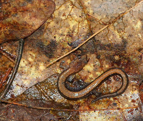 Red-backed Salamander - Plethodon cinereus This salamander had a black body with a dull reddish-orange stripe down the middle of its back. It was ~5 cm long. 

Red-backed salamanders exhibit color polymorphism with two common color variations - the 'red-backed' variety has a red dorsal stripe that tapers towards the tail and the 'lead-backed' variety lacks most or all of the red pigmentation. The red-backed phase is not always red, but may actually be various other colors (yellow-backed, orange-backed, or white-backed). 

Habitat: This salamander was relaxing in the wet leaf litter of a mixed forest. Geotagged,Plethodon cinereus,Red- backed salamander,Summer,United States,plethodon,salamander