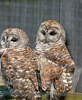 Barred Owls - Strix varia Meet Sophia and Eulen.  Both owls are permanent residents of Sharon Audubon in Connecticut.

Sophia was brought to the center in 2004 after being found nearby. She was very sick, extremely thin, and weak. After months of recovery, the rehabilitator who was caring for her decided that she could not be released.  Sophia was too unusually gentle and friendly around people; she seemed to enjoy being around humans. So, the theory is that she had been raised as a pet by humans, who then released her back into the wild. But, since she was dependent on humans for survival, Sophia was unable to survive on her own. 

Eulen (German for "owl") came to the center in 1999 with an old, poorly healed injury. The cause of his injury is unknown, but his wing had been previously dislocated and healed out of the socket. Unfortunately, Eulen will never be strong enough to sustain flight.

Both of these owls are lovingly cared for and used for educational programs. 

*The photo looks weird because I took the shot through the mesh enclosure. Barred Owl,Geotagged,Strix varia,Summer,United States,captive animals,owl