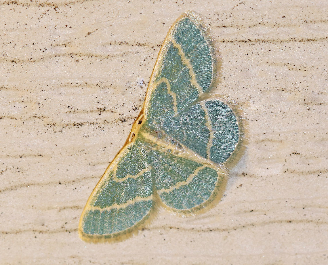 Blackberry Looper - Chlorochlamys chloroleucaria Wingspan: ~15 mm. Blue-green forewings with wide, cream-colored antemedial and postmedial lines and costal streak. Hindwings have a single, cream-colored median postmedial line.<br />
<br />
Habitat: Attracted to a light at night in a rural area. Chlorochlamys,Chlorochlamys chloroleucaria,Geotagged,Summer,United States,blackberry looper,emerald,looper,moth