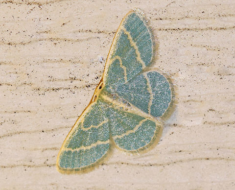 Blackberry Looper - Chlorochlamys chloroleucaria Wingspan: ~15 mm. Blue-green forewings with wide, cream-colored antemedial and postmedial lines and costal streak. Hindwings have a single, cream-colored median postmedial line.

Habitat: Attracted to a light at night in a rural area. Chlorochlamys,Chlorochlamys chloroleucaria,Geotagged,Summer,United States,blackberry looper,emerald,looper,moth