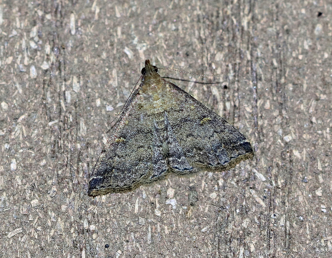 Florida Tetanolita -  Tetanolita floridana Forewings were light gray with yellow reniform spots. The AM line was scalloped; the PM line was jagged and irregular.  The subterminal area had a dark gray band.  This moth appears blue-green in the photo, but it wasn&#039;t; it was different shades of gray.<br />
<br />
Habitat: Attracted to a light at night in a rural area. Florida Tetanolita,Geotagged,Summer,Tetanolita,Tetanolita floridana,United States,litter moth,moth