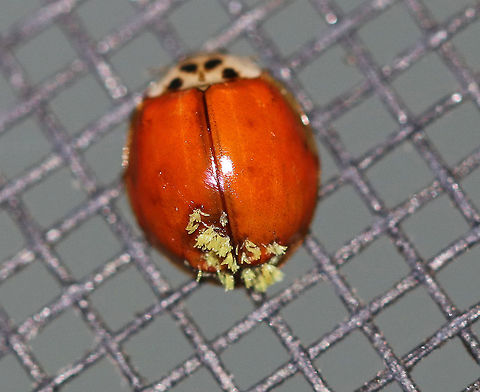Hesperomyces harmoniae on Harmonia axyridis This ladybug has a parasitic fungus, Hesperomyces harmoniae, growing on its elytra. The fungus spreads during mating and through encounters with infected ladybugs; it can easily spread among ladybugs overwintering in groups. Despite the probable discomfort and sometimes impairments to movement, most infected ladybugs lead full and happy lives.

Habitat: Attracted to a light at night in a rural area. Beetle hangers,Geotagged,Harmonia axyridis,Hesperomyces,Hesperomyces virescens,Laboulbeniales,Summer,United States,fungus,ladybug with fungus,parasitic fungi