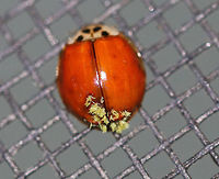Hesperomyces harmoniae on Harmonia axyridis This ladybug has a parasitic fungus, Hesperomyces harmoniae, growing on its elytra. The fungus spreads during mating and through encounters with infected ladybugs; it can easily spread among ladybugs overwintering in groups. Despite the probable discomfort and sometimes impairments to movement, most infected ladybugs lead full and happy lives.<br />
<br />
Habitat: Attracted to a light at night in a rural area. Beetle hangers,Geotagged,Harmonia axyridis,Hesperomyces,Hesperomyces virescens,Laboulbeniales,Summer,United States,fungus,ladybug with fungus,parasitic fungi