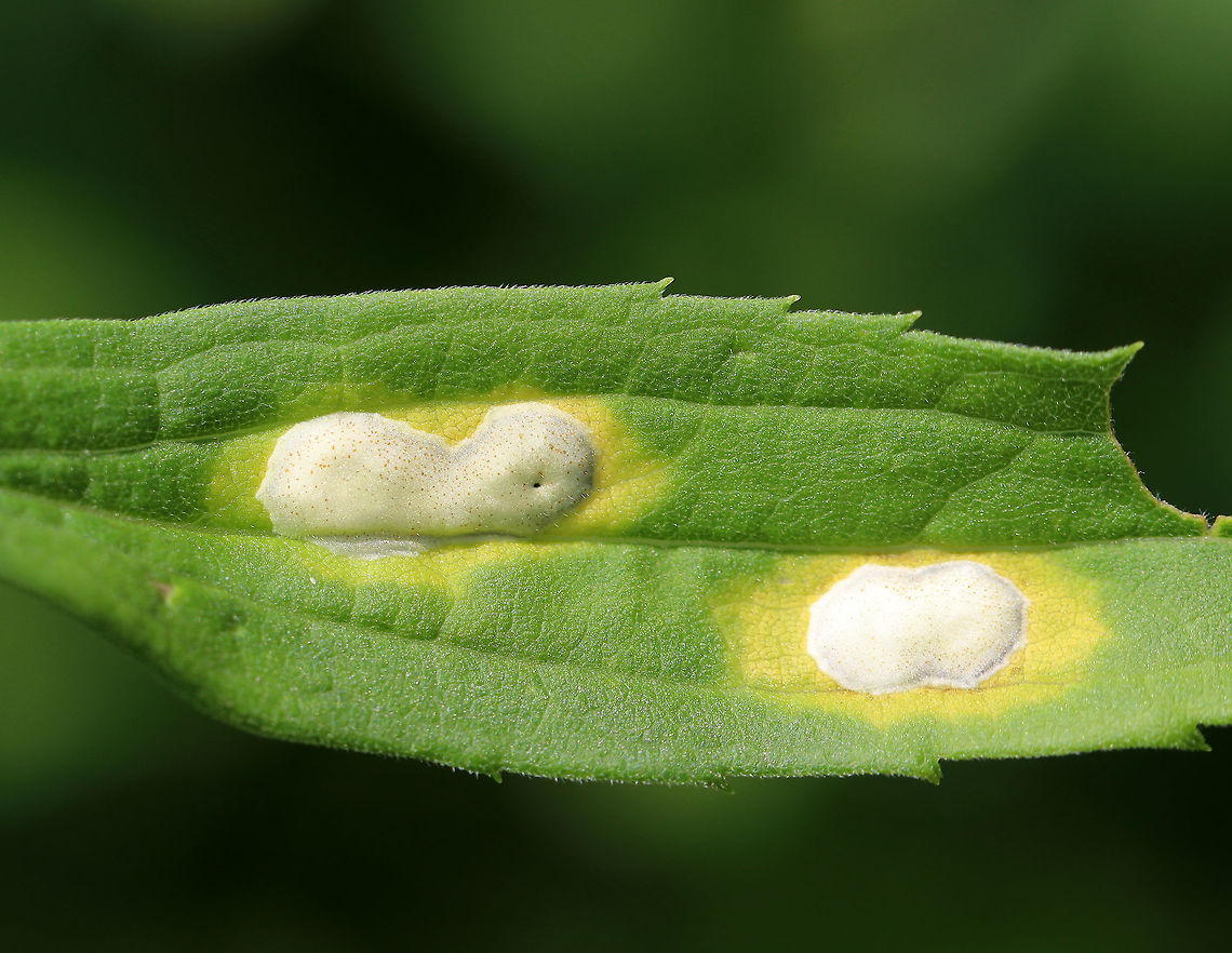 White Rust - Albugo candida White Rust is often categorized as a fungus, but is in fact an oomycete.  Oomycetes are fungus-like, eukaryotic microorganisms.<br />
<br />
It infects Brassicaceae species and cause diseases (white blister rust). I spotted this rust on a plant in a rural garden.<br />
<figure class="photo"><a href="https://www.jungledragon.com/image/65467/white_rust_-_albugo_candida.html" title="White Rust - Albugo candida"><img src="https://s3.amazonaws.com/media.jungledragon.com/images/3232/65467_thumb.jpg?AWSAccessKeyId=05GMT0V3GWVNE7GGM1R2&Expires=1767225610&Signature=9b5UmvOwwZNIbfVTsdGfYIVkvng%3D" width="130" height="152" alt="White Rust - Albugo candida White Rust is often categorized as a fungus, but is in fact an oomycete. Oomycetes are fungus-like, eukaryotic microorganisms.<br />
<br />
 It infects Brassicaceae species and cause diseases (white blister rust). I spotted this rust on a plant in a rural garden. <br />
https://www.jungledragon.com/image/65466/white_rust_-_albugo_candida.html Albugo candida,Geotagged,Summer,United States,albugo,oomycete,rust,water mold,white rust" /></a></figure> Albugo,Albugo candida,Geotagged,Summer,United States,oomycete,rust,water mold,white blister rust,white rust