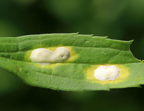 White Rust - Albugo candida White Rust is often categorized as a fungus, but is in fact an oomycete.  Oomycetes are fungus-like, eukaryotic microorganisms.
It infects Brassicaceae species and cause diseases (white blister rust). I spotted this rust on a plant in a rural garden.
https://www.jungledragon.com/image/65467/white_rust_-_albugo_candida.html Albugo,Albugo candida,Geotagged,Summer,United States,oomycete,rust,water mold,white blister rust,white rust
