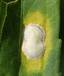 White Rust - Albugo candida White Rust is often categorized as a fungus, but is in fact an oomycete. Oomycetes are fungus-like, eukaryotic microorganisms.<br />
<br />
It infects Brassicaceae species and cause diseases (white blister rust). I spotted this rust on a plant in a rural garden. <br />
https://www.jungledragon.com/image/65466/white_rust_-_albugo_candida.html Albugo candida,Geotagged,Summer,United States,albugo,oomycete,rust,water mold,white rust