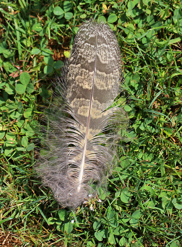 Great Horned Owl Feather - Bubo virginianus I found this secondary wing feather on the ground on the edge of a pond in a rural area. Bubo virginianus,Geotagged,Summer,United States,bubo,feather,great horned owl,owl,owl feather,signs of wildlife