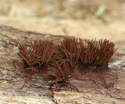 Chocolate tube slime mold - Stemonitis splendens Tall brown sporangia on thin stalks, which grow in clusters on rotting wood. 

Habitat: Growing on rotting wood in a swampy, mixed forest. Chocolate tube slime mold,Geotagged,Stemonitis splendens,Summer,United States,slime mold,stemonitis