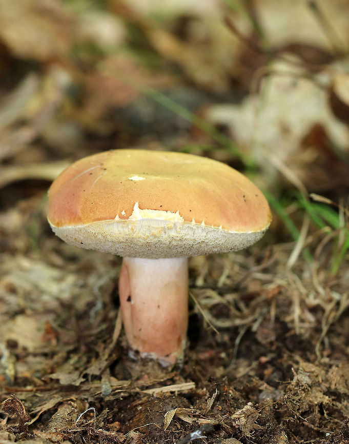 Xanthoconium purpureum The caps of this species are usually more reddish, but can be primarily tan/pink, as this one is.  The pores were cream-colored, very spongy, and the tubes were deep.  The stipe was pale at apex, but colored like the cap below with white basal mycelium. Neither the pores or flesh bruised.<br />
<br />
Habitat: It was growing on the ground in a swampy, mixed forest. Geotagged,Summer,United States,Xanthoconium,Xanthoconium purpureum,fungus,mushroom