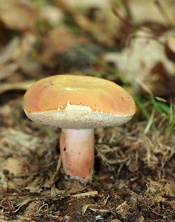 Xanthoconium purpureum The caps of this species are usually more reddish, but can be primarily tan/pink, as this one is.  The pores were cream-colored, very spongy, and the tubes were deep.  The stipe was pale at apex, but colored like the cap below with white basal mycelium. Neither the pores or flesh bruised.

Habitat: It was growing on the ground in a swampy, mixed forest. Geotagged,Summer,United States,Xanthoconium,Xanthoconium purpureum,fungus,mushroom