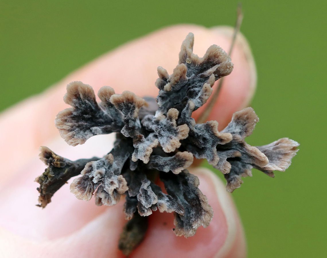 Thelephora multipartita The fruiting bodies of this species are very variable, but are generally vase-shaped and form a rosette. The surface was gray and light brown/lilac, wrinkled, and slightly fuzzy.  The flesh was tough and gray.<br />
<br />
Habitat: Growing on the ground in a small woodland meadow, under an oak.<br />
<br />
<br />
<br />
<br />
 Geotagged,Summer,Thelephora,Thelephora multipartita,United States,fungus,mushroom