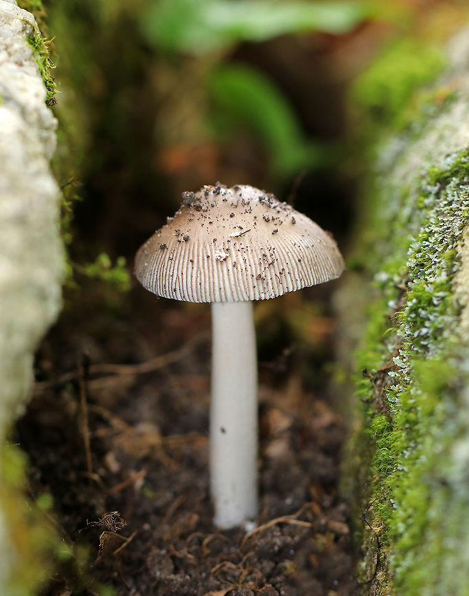 Grisette Mushroom - Amanita vaginata Conical, grayish-brown, tacky cap with a central bump and scattered gray patches. The margin was prominently lined. Gills were white, close, and had short gills. The stipe was white and had a white volva that was buried.<br />
<br />
Habitat: Growing on the ground between two rocks in a swampy, mixed forest.<br />
<br />
This species is part of the Amanita sect. Vaginatae complex. The exact species may yet be unknown. To explain, here is a blurb from Michael Kuo: "More likely, there are many North American species going under the classic European name "Amanita vaginata." Amanita expert Rod Tulloss treats literally dozens of unnamed, vaginata-like, numbered taxa ("species 46," and so on) in his keys to North American amanitas (2003, 2008)--all separated on putative morphological differences. In short, a comprehensive DNA and morphological study of well documented "Amanita vaginata" collections from across the continent will be required before there are "good names" for our North American species."<br />
Source: <a href="http://www.mushroomexpert.com/amanita_vaginata.html" rel="nofollow">http://www.mushroomexpert.com/amanita_vaginata.html</a> Amanita vaginata,Amanita vaginatae,Geotagged,Summer,United States,amanita,fungus,grisette,mushroom