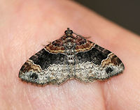 Red Twin-spot - Xanthorhoe ferrugata Total length: ~20 mm. Grayish brown forewings with reddish brown basal area and subapical patches. Wide median area is variably blackish or dark crimson. The outer subterminal area is accented with two black spots.<br />
<br />
Habitat: Attracted to a light at night in a rural area.<br />
https://www.jungledragon.com/image/65490/red_twin-spot_-_xanthorhoe_ferrugata.html Dark-barred twin-spot carpet,Geotagged,Summer,United States,Xanthorhoe,Xanthorhoe ferrugata,moth,red twin-spot