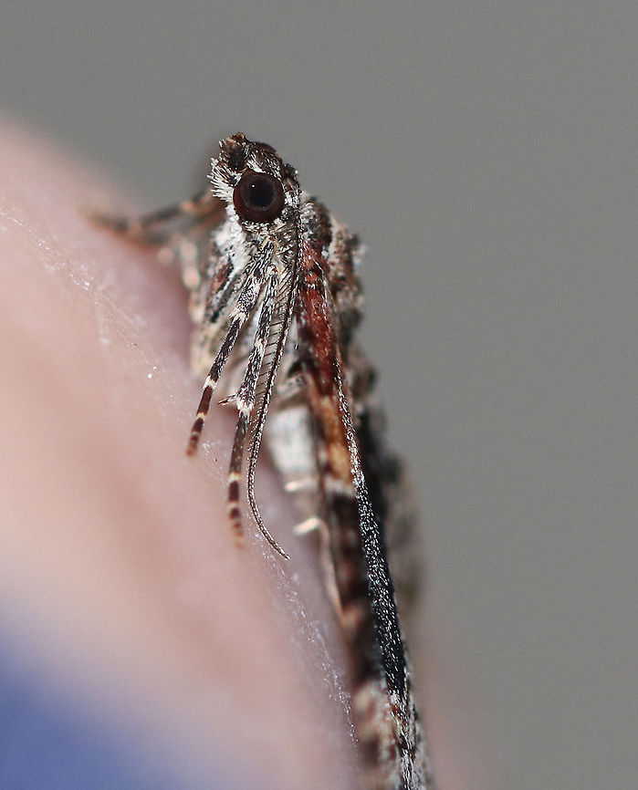 Red Twin-spot - Xanthorhoe ferrugata Total length: ~20 mm. Grayish brown forewings with reddish brown basal area and subapical patches. Wide median area is variably blackish or dark crimson. The outer subterminal area is accented with two black spots.<br />
<br />
 Habitat: Attracted to a light at night in a rural area. <br />
<figure class="photo"><a href="https://www.jungledragon.com/image/65489/red_twin-spot_-_xanthorhoe_ferrugata.html" title="Red Twin-spot - Xanthorhoe ferrugata"><img src="https://s3.amazonaws.com/media.jungledragon.com/images/3232/65489_thumb.jpg?AWSAccessKeyId=05GMT0V3GWVNE7GGM1R2&Expires=1769040010&Signature=tCM9p8ynQtKVkVDZNNbmlRGSjnY%3D" width="200" height="158" alt="Red Twin-spot - Xanthorhoe ferrugata Total length: ~20 mm. Grayish brown forewings with reddish brown basal area and subapical patches. Wide median area is variably blackish or dark crimson. The outer subterminal area is accented with two black spots.<br />
<br />
Habitat: Attracted to a light at night in a rural area.<br />
https://www.jungledragon.com/image/65490/red_twin-spot_-_xanthorhoe_ferrugata.html Dark-barred twin-spot carpet,Geotagged,Summer,United States,Xanthorhoe,Xanthorhoe ferrugata,moth,red twin-spot" /></a></figure> Dark-barred twin-spot carpet,Geotagged,Red Twin-spot,Summer,United States,Xanthorhoe,Xanthorhoe ferrugata,moth