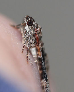 Red Twin-spot - Xanthorhoe ferrugata Total length: ~20 mm. Grayish brown forewings with reddish brown basal area and subapical patches. Wide median area is variably blackish or dark crimson. The outer subterminal area is accented with two black spots.

 Habitat: Attracted to a light at night in a rural area. 
https://www.jungledragon.com/image/65489/red_twin-spot_-_xanthorhoe_ferrugata.html Dark-barred twin-spot carpet,Geotagged,Red Twin-spot,Summer,United States,Xanthorhoe,Xanthorhoe ferrugata,moth