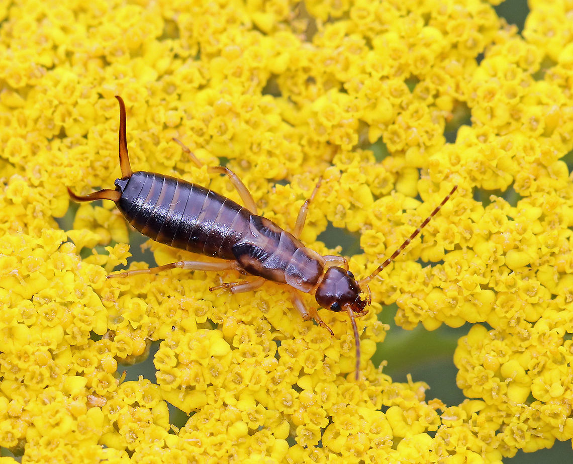 Earwig Nymph (Male) - Forficula auricularia Habitat: Roaming around on flowers in a rural, backyard garden.<br />
<figure class="photo"><a href="https://www.jungledragon.com/image/65501/earwig_nymph_male_-_forficula_auricularia.html" title="Earwig Nymph (Male) - Forficula auricularia"><img src="https://s3.amazonaws.com/media.jungledragon.com/images/3232/65501_thumb.jpg?AWSAccessKeyId=05GMT0V3GWVNE7GGM1R2&Expires=1759968010&Signature=%2B%2BjXhml9DP1tGQ87z%2B9tg%2F4NiXE%3D" width="200" height="160" alt="Earwig Nymph (Male) - Forficula auricularia Habitat: Roaming around on flowers in a rural, backyard garden. <br />
https://www.jungledragon.com/image/65500/earwig.html Forficula auricularia,Geotagged,Summer,United States,earwig,earwig nymph,forficula,male earwig,nymph" /></a></figure> Forficula auricularia,Geotagged,Summer,United States,earwig,earwig nymph,forficula,male earwig