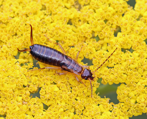 Earwig Nymph (Male) - Forficula auricularia Habitat: Roaming around on flowers in a rural, backyard garden.
https://www.jungledragon.com/image/65501/earwig_nymph_male_-_forficula_auricularia.html Forficula auricularia,Geotagged,Summer,United States,earwig,earwig nymph,forficula,male earwig