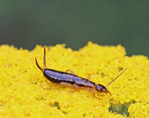 Earwig Nymph (Male) - Forficula auricularia Habitat: Roaming around on flowers in a rural, backyard garden. 
https://www.jungledragon.com/image/65500/earwig.html Forficula auricularia,Geotagged,Summer,United States,earwig,earwig nymph,forficula,male earwig,nymph