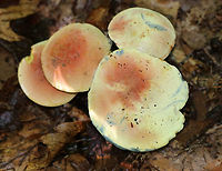 Lanmaoa carminipes Caps were pale yellow and red. Pores were yellow with short tubes. Stipes were curvey and yellow with red near the base and white basal mycelium. Caps, flesh, and pores bruised blue. The bruised pores resolved to brown.<br />
<br />
Habitat: Growing in a cluster on the ground in a mostly deciduous forest with lots of oak.<br />
<br />
https://vimeo.com/286603352<br />
https://www.jungledragon.com/image/65507/lanmaoa_carminipes.html<br />
https://www.jungledragon.com/image/65508/lanmaoa_carminipes.html<br />
https://www.jungledragon.com/image/65509/lanmaoa_carminipes.html Geotagged,Lanmaoa,Lanmaoa carminipes,Summer,United States,bolete,boletus carminipes,fungus,mushroom