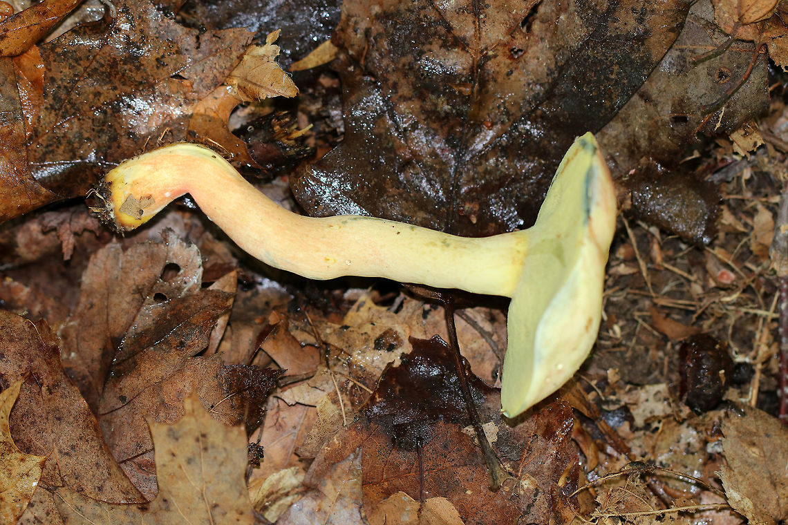Lanmaoa carminipes Caps were pale yellow and red. Pores were yellow with short tubes. Stipes were curvey and yellow with red near the base and white basal mycelium. Caps, flesh, and pores bruised blue. The bruised pores resolved to brown.<br />
<br />
 Habitat: Growing in a cluster on the ground in a mostly deciduous forest with lots of oak. <br />
<br />
<section class="video"><iframe width="448" height="252" src="https://player.vimeo.com/video/286603352?title=0&byline=0&portrait=0" frameborder="0"></iframe></section><br />
<figure class="photo"><a href="https://www.jungledragon.com/image/65509/lanmaoa_carminipes.html" title="Lanmaoa carminipes"><img src="https://s3.amazonaws.com/media.jungledragon.com/images/3232/65509_thumb.jpg?AWSAccessKeyId=05GMT0V3GWVNE7GGM1R2&Expires=1767225610&Signature=V9pK4dygfZvz51o1BnLfBnx6Nb4%3D" width="102" height="152" alt="Lanmaoa carminipes Caps were pale yellow and red. Pores were yellow with short tubes. Stipes were curvey and yellow with red near the base and white basal mycelium. Caps, flesh, and pores bruised blue. The bruised pores resolved to brown.<br />
<br />
 Habitat: Growing in a cluster on the ground in a mostly deciduous forest with lots of oak. <br />
<br />
https://vimeo.com/286603352<br />
https://www.jungledragon.com/image/65507/lanmaoa_carminipes.html<br />
https://www.jungledragon.com/image/65508/lanmaoa_carminipes.html<br />
https://www.jungledragon.com/image/65506/lanmaoa_carminipes.html<br />
 Geotagged,Lanmaoa,Lanmaoa carminipes,Summer,United States,bolete,fungus,mushroom" /></a></figure><br />
<figure class="photo"><a href="https://www.jungledragon.com/image/65506/lanmaoa_carminipes.html" title="Lanmaoa carminipes"><img src="https://s3.amazonaws.com/media.jungledragon.com/images/3232/65506_thumb.jpg?AWSAccessKeyId=05GMT0V3GWVNE7GGM1R2&Expires=1767225610&Signature=LGPZ%2FJH1SqWr7gzUH%2FzkgZDKRAQ%3D" width="200" height="154" alt="Lanmaoa carminipes Caps were pale yellow and red. Pores were yellow with short tubes. Stipes were curvey and yellow with red near the base and white basal mycelium. Caps, flesh, and pores bruised blue. The bruised pores resolved to brown.<br />
<br />
Habitat: Growing in a cluster on the ground in a mostly deciduous forest with lots of oak.<br />
<br />
https://vimeo.com/286603352<br />
https://www.jungledragon.com/image/65507/lanmaoa_carminipes.html<br />
https://www.jungledragon.com/image/65508/lanmaoa_carminipes.html<br />
https://www.jungledragon.com/image/65509/lanmaoa_carminipes.html Geotagged,Lanmaoa,Lanmaoa carminipes,Summer,United States,bolete,boletus carminipes,fungus,mushroom" /></a></figure><br />
<figure class="photo"><a href="https://www.jungledragon.com/image/65508/lanmaoa_carminipes.html" title="Lanmaoa carminipes"><img src="https://s3.amazonaws.com/media.jungledragon.com/images/3232/65508_thumb.jpg?AWSAccessKeyId=05GMT0V3GWVNE7GGM1R2&Expires=1767225610&Signature=UILboRGb4A%2FB6MeYOtxRSVy2MQg%3D" width="200" height="160" alt="Lanmaoa carminipes Caps were pale yellow and red. Pores were yellow with short tubes. Stipes were curvey and yellow with red near the base and white basal mycelium. Caps, flesh, and pores bruised blue. The bruised pores resolved to brown.<br />
<br />
 Habitat: Growing in a cluster on the ground in a mostly deciduous forest with lots of oak. <br />
<br />
https://vimeo.com/286603352<br />
https://www.jungledragon.com/image/65509/lanmaoa_carminipes.html<br />
https://www.jungledragon.com/image/65507/lanmaoa_carminipes.html<br />
https://www.jungledragon.com/image/65506/lanmaoa_carminipes.html<br />
 Geotagged,Lanmaoa carminipes,Summer,United States,bolete,fungus,mushroom" /></a></figure> Geotagged,Lanmaoa carminipes,Summer,United States,bolete,boletus carminipes,fungus,lanmaoa,mushroom