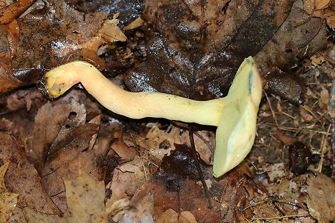 Lanmaoa carminipes Caps were pale yellow and red. Pores were yellow with short tubes. Stipes were curvey and yellow with red near the base and white basal mycelium. Caps, flesh, and pores bruised blue. The bruised pores resolved to brown.

 Habitat: Growing in a cluster on the ground in a mostly deciduous forest with lots of oak. 

https://vimeo.com/286603352
https://www.jungledragon.com/image/65509/lanmaoa_carminipes.html
https://www.jungledragon.com/image/65506/lanmaoa_carminipes.html
https://www.jungledragon.com/image/65508/lanmaoa_carminipes.html Geotagged,Lanmaoa carminipes,Summer,United States,bolete,boletus carminipes,fungus,lanmaoa,mushroom