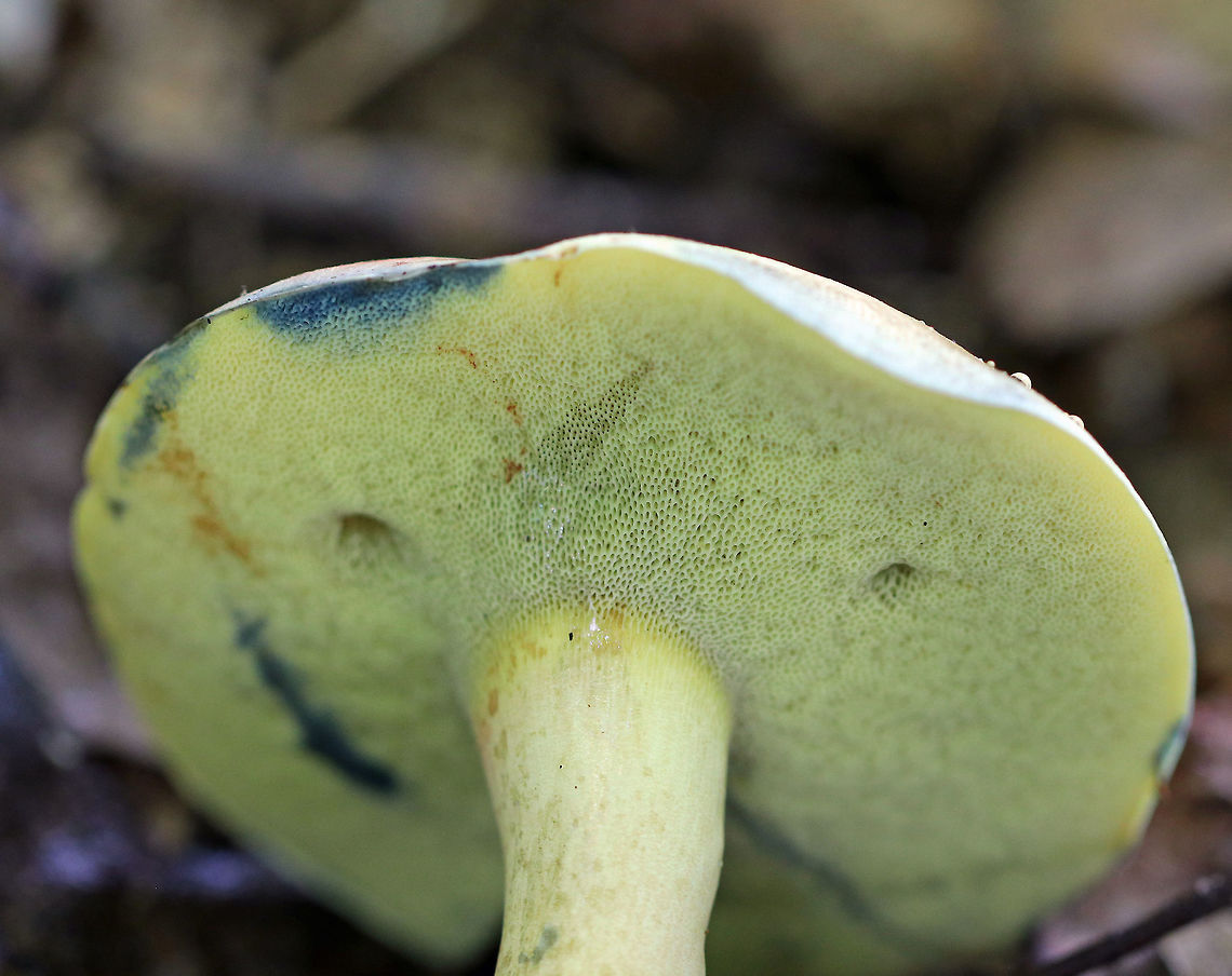Lanmaoa carminipes Caps were pale yellow and red. Pores were yellow with short tubes. Stipes were curvey and yellow with red near the base and white basal mycelium. Caps, flesh, and pores bruised blue. The bruised pores resolved to brown.<br />
<br />
 Habitat: Growing in a cluster on the ground in a mostly deciduous forest with lots of oak. <br />
<br />
<section class="video"><iframe width="448" height="252" src="https://player.vimeo.com/video/286603352?title=0&byline=0&portrait=0" frameborder="0"></iframe></section><br />
<figure class="photo"><a href="https://www.jungledragon.com/image/65509/lanmaoa_carminipes.html" title="Lanmaoa carminipes"><img src="https://s3.amazonaws.com/media.jungledragon.com/images/3232/65509_thumb.jpg?AWSAccessKeyId=05GMT0V3GWVNE7GGM1R2&Expires=1767225610&Signature=V9pK4dygfZvz51o1BnLfBnx6Nb4%3D" width="102" height="152" alt="Lanmaoa carminipes Caps were pale yellow and red. Pores were yellow with short tubes. Stipes were curvey and yellow with red near the base and white basal mycelium. Caps, flesh, and pores bruised blue. The bruised pores resolved to brown.<br />
<br />
 Habitat: Growing in a cluster on the ground in a mostly deciduous forest with lots of oak. <br />
<br />
https://vimeo.com/286603352<br />
https://www.jungledragon.com/image/65507/lanmaoa_carminipes.html<br />
https://www.jungledragon.com/image/65508/lanmaoa_carminipes.html<br />
https://www.jungledragon.com/image/65506/lanmaoa_carminipes.html<br />
 Geotagged,Lanmaoa,Lanmaoa carminipes,Summer,United States,bolete,fungus,mushroom" /></a></figure><br />
<figure class="photo"><a href="https://www.jungledragon.com/image/65507/lanmaoa_carminipes.html" title="Lanmaoa carminipes"><img src="https://s3.amazonaws.com/media.jungledragon.com/images/3232/65507_thumb.jpg?AWSAccessKeyId=05GMT0V3GWVNE7GGM1R2&Expires=1767225610&Signature=VwOpzTyepIZ08S7kSsTlutpYvcw%3D" width="200" height="134" alt="Lanmaoa carminipes Caps were pale yellow and red. Pores were yellow with short tubes. Stipes were curvey and yellow with red near the base and white basal mycelium. Caps, flesh, and pores bruised blue. The bruised pores resolved to brown.<br />
<br />
 Habitat: Growing in a cluster on the ground in a mostly deciduous forest with lots of oak. <br />
<br />
https://vimeo.com/286603352<br />
https://www.jungledragon.com/image/65509/lanmaoa_carminipes.html<br />
https://www.jungledragon.com/image/65506/lanmaoa_carminipes.html<br />
https://www.jungledragon.com/image/65508/lanmaoa_carminipes.html Geotagged,Lanmaoa carminipes,Summer,United States,bolete,boletus carminipes,fungus,lanmaoa,mushroom" /></a></figure><br />
<figure class="photo"><a href="https://www.jungledragon.com/image/65506/lanmaoa_carminipes.html" title="Lanmaoa carminipes"><img src="https://s3.amazonaws.com/media.jungledragon.com/images/3232/65506_thumb.jpg?AWSAccessKeyId=05GMT0V3GWVNE7GGM1R2&Expires=1767225610&Signature=LGPZ%2FJH1SqWr7gzUH%2FzkgZDKRAQ%3D" width="200" height="154" alt="Lanmaoa carminipes Caps were pale yellow and red. Pores were yellow with short tubes. Stipes were curvey and yellow with red near the base and white basal mycelium. Caps, flesh, and pores bruised blue. The bruised pores resolved to brown.<br />
<br />
Habitat: Growing in a cluster on the ground in a mostly deciduous forest with lots of oak.<br />
<br />
https://vimeo.com/286603352<br />
https://www.jungledragon.com/image/65507/lanmaoa_carminipes.html<br />
https://www.jungledragon.com/image/65508/lanmaoa_carminipes.html<br />
https://www.jungledragon.com/image/65509/lanmaoa_carminipes.html Geotagged,Lanmaoa,Lanmaoa carminipes,Summer,United States,bolete,boletus carminipes,fungus,mushroom" /></a></figure><br />
 Geotagged,Lanmaoa carminipes,Summer,United States,bolete,fungus,mushroom