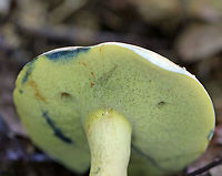 Lanmaoa carminipes Caps were pale yellow and red. Pores were yellow with short tubes. Stipes were curvey and yellow with red near the base and white basal mycelium. Caps, flesh, and pores bruised blue. The bruised pores resolved to brown.<br />
<br />
Habitat: Growing in a cluster on the ground in a mostly deciduous forest with lots of oak. <br />
<br />
https://vimeo.com/286603352<br />
https://www.jungledragon.com/image/65509/lanmaoa_carminipes.html<br />
https://www.jungledragon.com/image/65507/lanmaoa_carminipes.html<br />
https://www.jungledragon.com/image/65506/lanmaoa_carminipes.html<br />
Geotagged,Lanmaoa carminipes,Summer,United States,bolete,fungus,mushroom