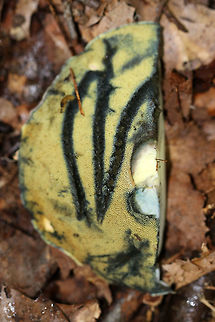 Lanmaoa carminipes Caps were pale yellow and red. Pores were yellow with short tubes. Stipes were curvey and yellow with red near the base and white basal mycelium. Caps, flesh, and pores bruised blue. The bruised pores resolved to brown.

 Habitat: Growing in a cluster on the ground in a mostly deciduous forest with lots of oak. 

https://vimeo.com/286603352
https://www.jungledragon.com/image/65507/lanmaoa_carminipes.html
https://www.jungledragon.com/image/65508/lanmaoa_carminipes.html
https://www.jungledragon.com/image/65506/lanmaoa_carminipes.html
 Geotagged,Lanmaoa,Lanmaoa carminipes,Summer,United States,bolete,fungus,mushroom