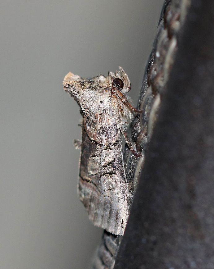 Spectacled Nettle Moth - Abrostola urentis This moth had an amazing coif! I had to get side profile shot.<br />
<br />
Total length: ~15 mm. Pale gray forewings with bands of darker shading in median area and beyond subterminal line. Thorax has collar behind the head. Large, pale gray claviform and orbicular spots are fused into an hourglass shape.<br />
<br />
Habitat: Attracted to a light at night in a rural area. Abrostola urentis,Geotagged,Spectacled Nettle Moth,Summer,United States,abrostola,looper,moth