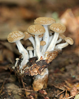 Asterophora lycoperdoides This cluster of mushrooms was growing on the cap of an old Russula mushroom!

The caps were convex, brown, and powdery. Gills were brown and poorly formed. Stipes were dry, white, and soft with white basal mycelium.

Habitat: Growing on a rotting mushroom in a swampy, coniferous forest.

The powdery cap of this mushroom is the result of its reproductive strategy! They can survive with or without genetic diversity. The poorly formed gills occasionally bear basidia and produce sexual spores; but, the cells on the cap surface also produce asexual "chlamydospores", which are ready to clone the organism and result in the powdery texture.
https://www.jungledragon.com/image/65531/asterophora_lycoperdoides.html
https://www.jungledragon.com/image/65532/asterophora_lycoperdoides.html
https://www.jungledragon.com/image/65533/asterophora_lycoperdoides.html Asterophora lycoperdoides,Geotagged,Summer,United States,fungus,mushroom,mushroom parasite,mushrooms,parasitic fungus