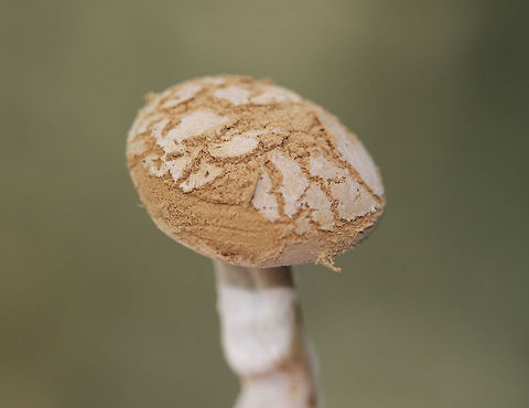Asterophora lycoperdoides This cluster of mushrooms was growing on the cap of an old Russula mushroom!

 The caps were convex, brown, and powdery. Gills were brown and poorly formed. Stipes were dry, white, and soft with white basal mycelium.

 Habitat: Growing on a rotting mushroom in a swampy, coniferous forest.

 The powdery cap of this mushroom is the result of its reproductive strategy! They can survive with or without genetic diversity. The poorly formed gills occasionally bear basidia and produce sexual spores; but, the cells on the cap surface also produce asexual "chlamydospores", which are ready to clone the organism and result in the powdery texture. 
https://www.jungledragon.com/image/65533/asterophora_lycoperdoides.html
https://www.jungledragon.com/image/65530/asterophora_lycoperdoides.html
https://www.jungledragon.com/image/65532/asterophora_lycoperdoides.html Asterophora,Asterophora lycoperdoides,Geotagged,Summer,United States,fungus,mushoom,mushrooms,parasitic mushrooms