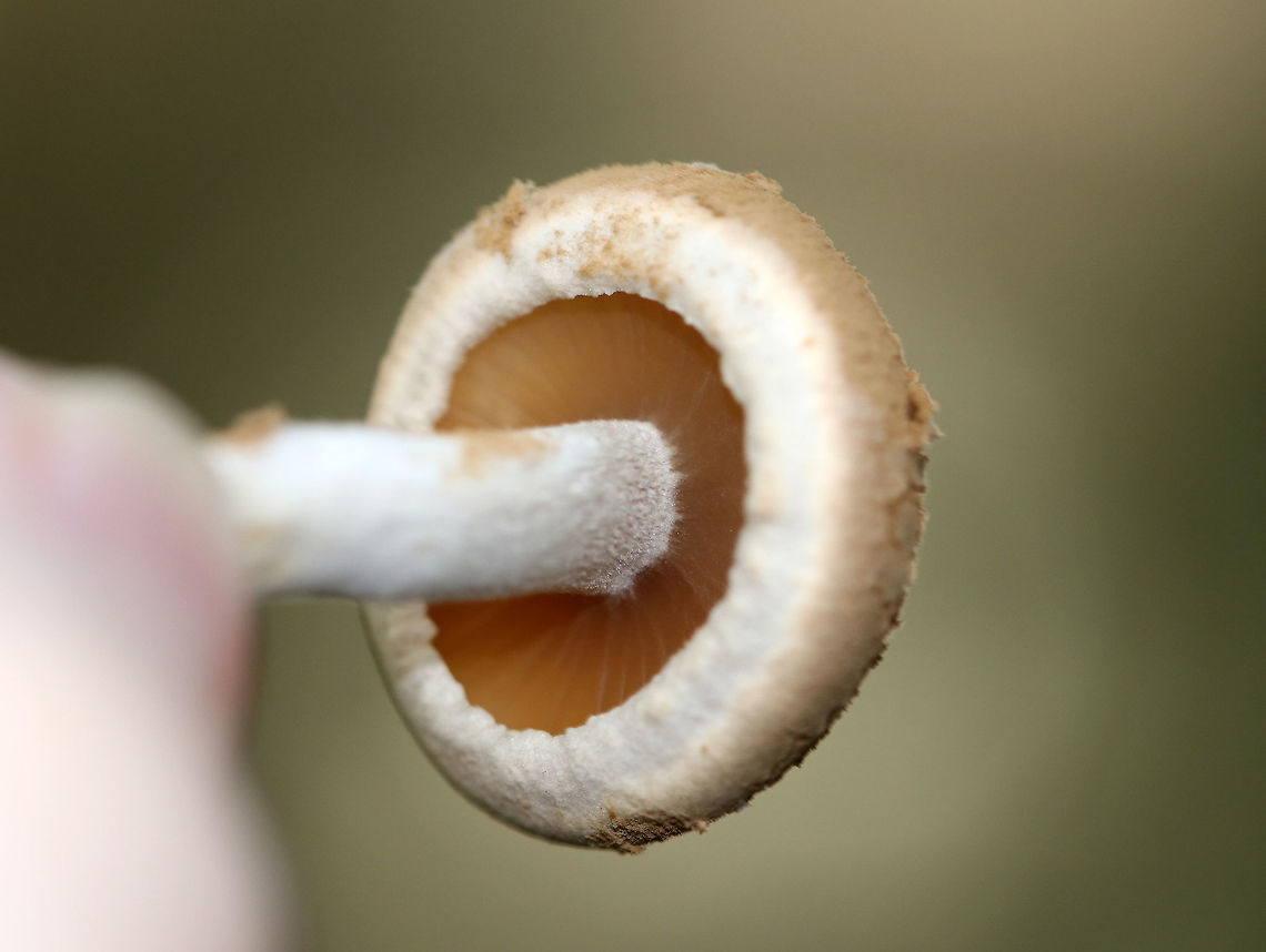 Asterophora lycoperdoides This cluster of mushrooms was growing on the cap of an old Russula mushroom!<br />
<br />
The caps were convex, brown, and powdery. Gills were brown and poorly formed. Stipes were dry, white, and soft with white basal mycelium.<br />
<br />
Habitat: Growing on a rotting mushroom in a swampy, coniferous forest.<br />
<br />
The powdery cap of this mushroom is the result of its reproductive strategy! They can survive with or without genetic diversity. The poorly formed gills occasionally bear basidia and produce sexual spores; but, the cells on the cap surface also produce asexual "chlamydospores", which are ready to clone the organism and result in the powdery texture. <br />
<figure class="photo"><a href="https://www.jungledragon.com/image/65533/asterophora_lycoperdoides.html" title="Asterophora lycoperdoides"><img src="https://s3.amazonaws.com/media.jungledragon.com/images/3232/65533_thumb.jpg?AWSAccessKeyId=05GMT0V3GWVNE7GGM1R2&Expires=1759968010&Signature=2DPZ1IASF2%2FJFlsqPEgrROOm8sQ%3D" width="200" height="162" alt="Asterophora lycoperdoides This cluster of mushrooms was growing on the cap of an old Russula mushroom!<br />
<br />
The caps were convex, brown, and powdery. Gills were brown and poorly formed. Stipes were dry, white, and soft with white basal mycelium.<br />
<br />
Habitat: Growing on a rotting mushroom in a swampy, coniferous forest.<br />
<br />
The powdery cap of this mushroom is the result of its reproductive strategy! They can survive with or without genetic diversity. The poorly formed gills occasionally bear basidia and produce sexual spores; but, the cells on the cap surface also produce asexual "chlamydospores", which are ready to clone the organism and result in the powdery texture. <br />
https://www.jungledragon.com/image/65532/asterophora_lycoperdoides.html<br />
https://www.jungledragon.com/image/65531/asterophora_lycoperdoides.html<br />
https://www.jungledragon.com/image/65530/asterophora_lycoperdoides.html<br />
Asterophora,Asterophora lycoperdoides,Geotagged,Summer,United States,fungus,mushroom,mushrooms,parasitic mushrooms" /></a></figure><br />
<figure class="photo"><a href="https://www.jungledragon.com/image/65531/asterophora_lycoperdoides.html" title="Asterophora lycoperdoides"><img src="https://s3.amazonaws.com/media.jungledragon.com/images/3232/65531_thumb.jpg?AWSAccessKeyId=05GMT0V3GWVNE7GGM1R2&Expires=1759968010&Signature=2u6MXJ42xMNYxHZJrwy5bZrJanA%3D" width="200" height="154" alt="Asterophora lycoperdoides This cluster of mushrooms was growing on the cap of an old Russula mushroom!<br />
<br />
The caps were convex, brown, and powdery. Gills were brown and poorly formed. Stipes were dry, white, and soft with white basal mycelium.<br />
<br />
Habitat: Growing on a rotting mushroom in a swampy, coniferous forest.<br />
<br />
The powdery cap of this mushroom is the result of its reproductive strategy! They can survive with or without genetic diversity. The poorly formed gills occasionally bear basidia and produce sexual spores; but, the cells on the cap surface also produce asexual "chlamydospores", which are ready to clone the organism and result in the powdery texture. <br />
https://www.jungledragon.com/image/65533/asterophora_lycoperdoides.html<br />
https://www.jungledragon.com/image/65530/asterophora_lycoperdoides.html<br />
https://www.jungledragon.com/image/65532/asterophora_lycoperdoides.html Asterophora,Asterophora lycoperdoides,Geotagged,Summer,United States,fungus,mushoom,mushrooms,parasitic mushrooms" /></a></figure><br />
<figure class="photo"><a href="https://www.jungledragon.com/image/65530/asterophora_lycoperdoides.html" title="Asterophora lycoperdoides"><img src="https://s3.amazonaws.com/media.jungledragon.com/images/3232/65530_thumb.jpg?AWSAccessKeyId=05GMT0V3GWVNE7GGM1R2&Expires=1759968010&Signature=fwJQclr7M7w9gZco%2ByhCxe7Deoo%3D" width="122" height="152" alt="Asterophora lycoperdoides This cluster of mushrooms was growing on the cap of an old Russula mushroom!<br />
<br />
The caps were convex, brown, and powdery. Gills were brown and poorly formed. Stipes were dry, white, and soft with white basal mycelium.<br />
<br />
Habitat: Growing on a rotting mushroom in a swampy, coniferous forest.<br />
<br />
The powdery cap of this mushroom is the result of its reproductive strategy! They can survive with or without genetic diversity. The poorly formed gills occasionally bear basidia and produce sexual spores; but, the cells on the cap surface also produce asexual "chlamydospores", which are ready to clone the organism and result in the powdery texture.<br />
https://www.jungledragon.com/image/65531/asterophora_lycoperdoides.html<br />
https://www.jungledragon.com/image/65532/asterophora_lycoperdoides.html<br />
https://www.jungledragon.com/image/65533/asterophora_lycoperdoides.html Asterophora lycoperdoides,Geotagged,Summer,United States,fungus,mushroom,mushroom parasite,mushrooms,parasitic fungus" /></a></figure> Asterophora,Asterophora lycoperdoides,Geotagged,Summer,United States,fungus,mushoom,mushrooms,parasitic mushrooms