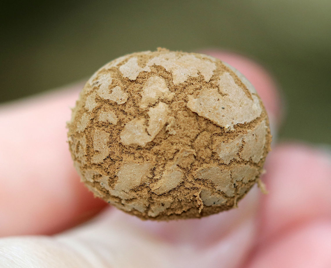 Asterophora lycoperdoides This cluster of mushrooms was growing on the cap of an old Russula mushroom!<br />
<br />
 The caps were convex, brown, and powdery. Gills were brown and poorly formed. Stipes were dry, white, and soft with white basal mycelium.<br />
<br />
 Habitat: Growing on a rotting mushroom in a swampy, coniferous forest.<br />
<br />
 The powdery cap of this mushroom is the result of its reproductive strategy! They can survive with or without genetic diversity. The poorly formed gills occasionally bear basidia and produce sexual spores; but, the cells on the cap surface also produce asexual &quot;chlamydospores&quot;, which are ready to clone the organism and result in the powdery texture. <br />
<figure class="photo"><a href="https://www.jungledragon.com/image/65532/asterophora_lycoperdoides.html" title="Asterophora lycoperdoides"><img src="https://s3.amazonaws.com/media.jungledragon.com/images/3232/65532_thumb.jpg?AWSAccessKeyId=05GMT0V3GWVNE7GGM1R2&Expires=1767225610&Signature=OvGGy141uM%2FTX0YdbzK%2FKoJ3ul4%3D" width="200" height="152" alt="Asterophora lycoperdoides This cluster of mushrooms was growing on the cap of an old Russula mushroom!<br />
<br />
 The caps were convex, brown, and powdery. Gills were brown and poorly formed. Stipes were dry, white, and soft with white basal mycelium.<br />
<br />
 Habitat: Growing on a rotting mushroom in a swampy, coniferous forest.<br />
<br />
 The powdery cap of this mushroom is the result of its reproductive strategy! They can survive with or without genetic diversity. The poorly formed gills occasionally bear basidia and produce sexual spores; but, the cells on the cap surface also produce asexual &quot;chlamydospores&quot;, which are ready to clone the organism and result in the powdery texture. <br />
https://www.jungledragon.com/image/65533/asterophora_lycoperdoides.html<br />
https://www.jungledragon.com/image/65531/asterophora_lycoperdoides.html<br />
https://www.jungledragon.com/image/65530/asterophora_lycoperdoides.html Asterophora,Asterophora lycoperdoides,Geotagged,Summer,United States,fungus,mushoom,mushrooms,parasitic mushrooms" /></a></figure><br />
<figure class="photo"><a href="https://www.jungledragon.com/image/65531/asterophora_lycoperdoides.html" title="Asterophora lycoperdoides"><img src="https://s3.amazonaws.com/media.jungledragon.com/images/3232/65531_thumb.jpg?AWSAccessKeyId=05GMT0V3GWVNE7GGM1R2&Expires=1767225610&Signature=IDBAwVS0%2BUQXyu81d77mRMOXv0s%3D" width="200" height="154" alt="Asterophora lycoperdoides This cluster of mushrooms was growing on the cap of an old Russula mushroom!<br />
<br />
 The caps were convex, brown, and powdery. Gills were brown and poorly formed. Stipes were dry, white, and soft with white basal mycelium.<br />
<br />
 Habitat: Growing on a rotting mushroom in a swampy, coniferous forest.<br />
<br />
 The powdery cap of this mushroom is the result of its reproductive strategy! They can survive with or without genetic diversity. The poorly formed gills occasionally bear basidia and produce sexual spores; but, the cells on the cap surface also produce asexual &quot;chlamydospores&quot;, which are ready to clone the organism and result in the powdery texture. <br />
https://www.jungledragon.com/image/65533/asterophora_lycoperdoides.html<br />
https://www.jungledragon.com/image/65530/asterophora_lycoperdoides.html<br />
https://www.jungledragon.com/image/65532/asterophora_lycoperdoides.html Asterophora,Asterophora lycoperdoides,Geotagged,Summer,United States,fungus,mushoom,mushrooms,parasitic mushrooms" /></a></figure><br />
<figure class="photo"><a href="https://www.jungledragon.com/image/65530/asterophora_lycoperdoides.html" title="Asterophora lycoperdoides"><img src="https://s3.amazonaws.com/media.jungledragon.com/images/3232/65530_thumb.jpg?AWSAccessKeyId=05GMT0V3GWVNE7GGM1R2&Expires=1767225610&Signature=CXBOAz5qMdzV5s1dlIPaxpkyW7M%3D" width="122" height="152" alt="Asterophora lycoperdoides This cluster of mushrooms was growing on the cap of an old Russula mushroom!<br />
<br />
The caps were convex, brown, and powdery. Gills were brown and poorly formed. Stipes were dry, white, and soft with white basal mycelium.<br />
<br />
Habitat: Growing on a rotting mushroom in a swampy, coniferous forest.<br />
<br />
The powdery cap of this mushroom is the result of its reproductive strategy! They can survive with or without genetic diversity. The poorly formed gills occasionally bear basidia and produce sexual spores; but, the cells on the cap surface also produce asexual &quot;chlamydospores&quot;, which are ready to clone the organism and result in the powdery texture.<br />
https://www.jungledragon.com/image/65531/asterophora_lycoperdoides.html<br />
https://www.jungledragon.com/image/65532/asterophora_lycoperdoides.html<br />
https://www.jungledragon.com/image/65533/asterophora_lycoperdoides.html Asterophora lycoperdoides,Geotagged,Summer,United States,fungus,mushroom,mushroom parasite,mushrooms,parasitic fungus" /></a></figure><br />
 Asterophora,Asterophora lycoperdoides,Geotagged,Summer,United States,fungus,mushroom,mushrooms,parasitic mushrooms