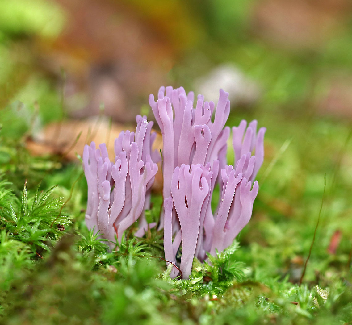 Violet Coral - Clavaria zollingeri This fungus produces beautiful purple fruit bodies that are tubular and fragile to the touch. The elements of the fruiting body branch frequently and have rounded tips. The entire fungus looks like a cluster of tiny, purple antlers. <br />
<br />
Habitat: Growing in moss on the side of a swamp in a coniferous forest.<br />
 Clavaria zollingeri,Geotagged,Summer,United States,Violet Coral,clavaria,coral fungus,fungus,mushroom,purple,purple fungus