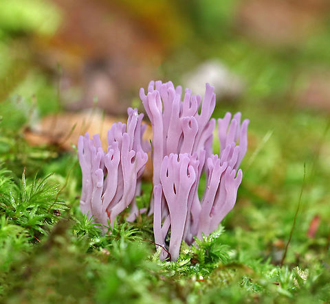 Violet Coral - Clavaria zollingeri This fungus produces beautiful purple fruit bodies that are tubular and fragile to the touch. The elements of the fruiting body branch frequently and have rounded tips. The entire fungus looks like a cluster of tiny, purple antlers. 

Habitat: Growing in moss on the side of a swamp in a coniferous forest.
 Clavaria zollingeri,Geotagged,Summer,United States,Violet Coral,clavaria,coral fungus,fungus,mushroom,purple,purple fungus