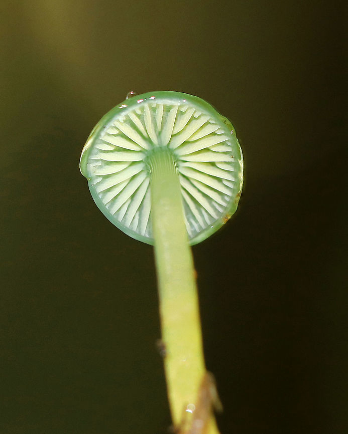 Parrot Toadstool - Gliophorus psittacinus Conical caps that were very slimy and were green in the centers and whitish around the margins. Gills were white with frequent short gills. The stipe was pale green near the apex and yellowish on the bottom part.<br />
<br />
Habitat:  I spotted a small cluster of these growing on the ground in a coniferous forest.<br />
<figure class="photo"><a href="https://www.jungledragon.com/image/65536/parrot_toadstool_-_gliophorus_psittacinus.html" title="Parrot Toadstool - Gliophorus psittacinus"><img src="https://s3.amazonaws.com/media.jungledragon.com/images/3232/65536_thumb.jpg?AWSAccessKeyId=05GMT0V3GWVNE7GGM1R2&Expires=1767225610&Signature=lOyAUh9xJUmbifwHh0nat7FWPm4%3D" width="124" height="152" alt="Parrot Toadstool - Gliophorus psittacinus Conical caps that were very slimy and were green in the centers and whitish around the margins. Gills were white with frequent short gills. The stipe was pale green near the apex and yellowish on the bottom part.<br />
<br />
 Habitat: I spotted a small cluster of these growing on the ground in a coniferous forest. <br />
https://www.jungledragon.com/image/65535/parrot_toadstool_-_gliophorus_psittacinus.html<br />
 Geotagged,Gliophorus psittacinus,Parrot Toadstool,Summer,United States,fungus,gliophorus,green,green mushroom,mushroom" /></a></figure> Geotagged,Gliophorus psittacinus,Parrot Toadstool,Summer,United States,fungus,gliophorus,green,green mushroom,mushroom