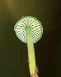 Parrot Toadstool - Gliophorus psittacinus Conical caps that were very slimy and were green in the centers and whitish around the margins. Gills were white with frequent short gills. The stipe was pale green near the apex and yellowish on the bottom part.<br />
<br />
Habitat: I spotted a small cluster of these growing on the ground in a coniferous forest.<br />
https://www.jungledragon.com/image/65536/parrot_toadstool_-_gliophorus_psittacinus.html Geotagged,Gliophorus psittacinus,Parrot Toadstool,Summer,United States,fungus,gliophorus,green,green mushroom,mushroom