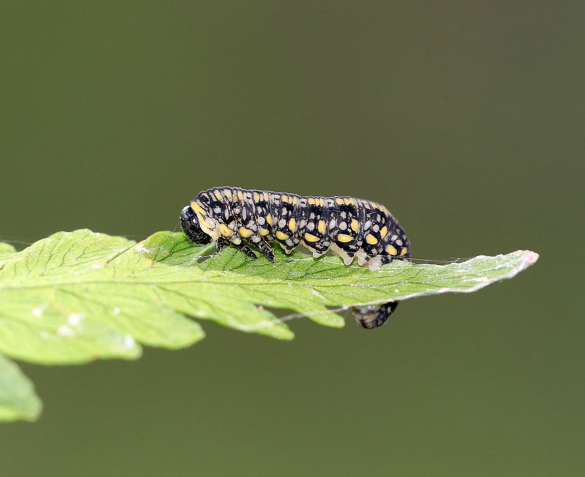 White Pine Sawfly - Diprion similis Larva with a black, yellow, and white pattern.<br />
<br />
Habitat: Spotted on a fern in a coniferous forest. Diprion similis,Geotagged,Pine Sawfly,Summer,United States,larva,sawfly larva