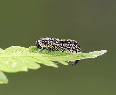 White Pine Sawfly - Diprion similis Larva with a black, yellow, and white pattern.

Habitat: Spotted on a fern in a coniferous forest. Diprion similis,Geotagged,Pine Sawfly,Summer,United States,larva,sawfly larva