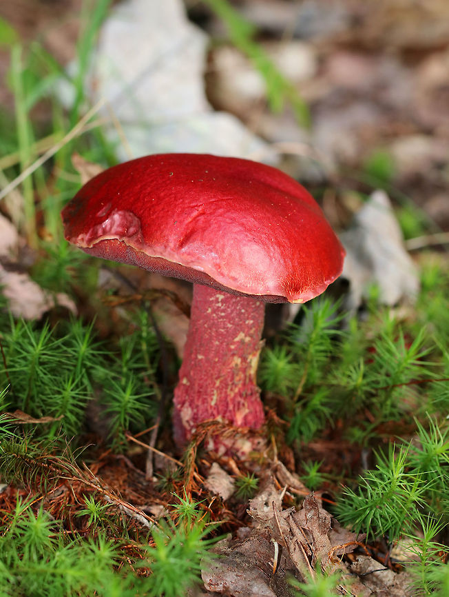Frost's Bolete - Butyriboletus frostii The cap was very sticky, blood red in color, and nearly flat. The pores were red, flesh was yellow, and the stipe was reticulate. The flesh and pores bruised blue.<br />
<br />
Habitat: Growing between a meadow and a coniferous forest. Butyriboletus,Butyriboletus frostii,Frost's Bolete,Geotagged,Summer,United States,bolete,frost's bolete,fungus,mushroom,red,red bolete